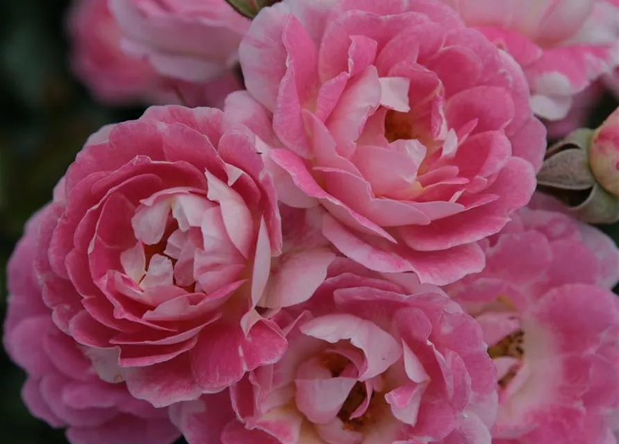 Zwergrose 'Flirt 2011'®