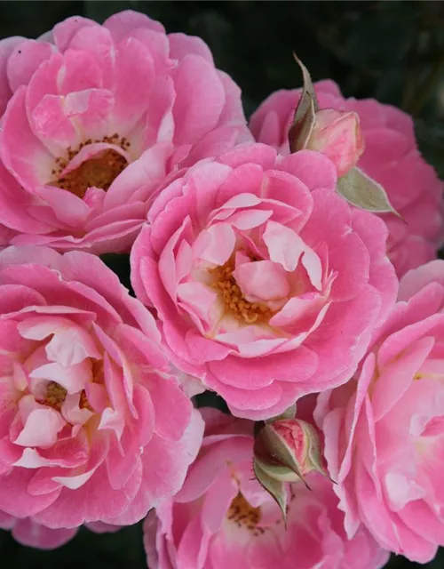 Zwergrose 'Flirt 2011'®