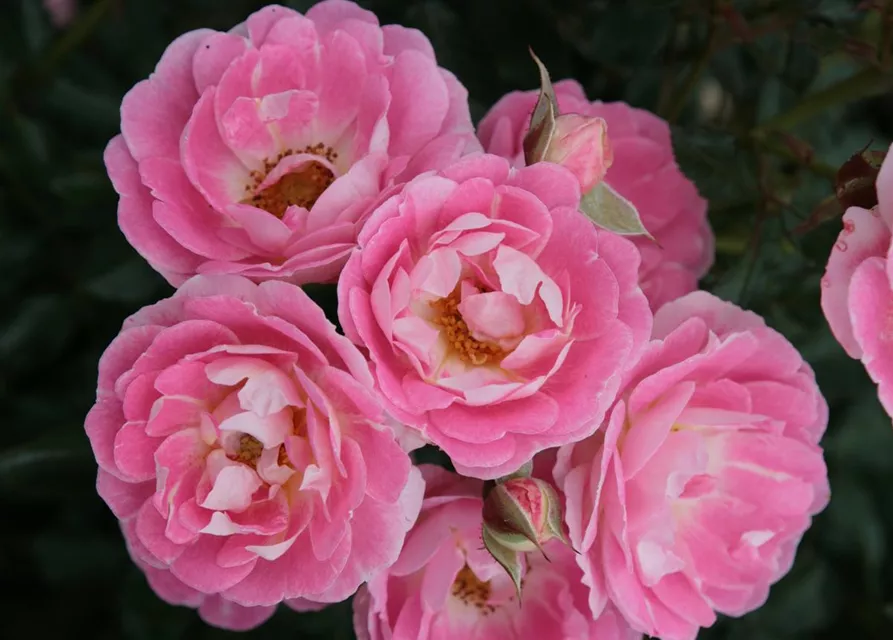 Zwergrose 'Flirt 2011'®