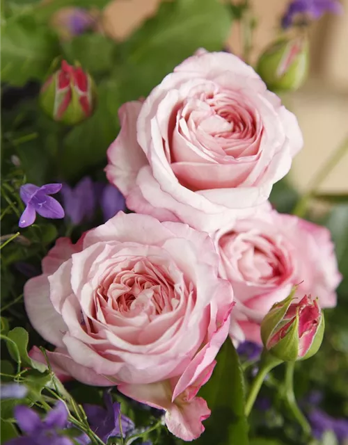 Beetrose 'Rosenfaszination'®