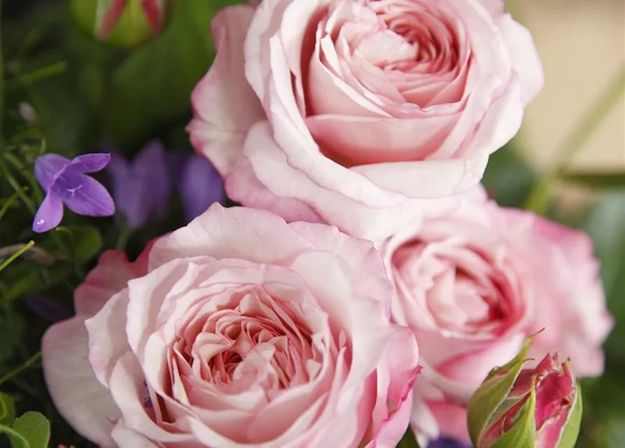 Beetrose 'Rosenfaszination'®