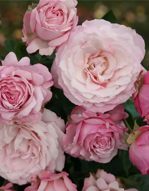 Beetrose 'Rosenfaszination'®