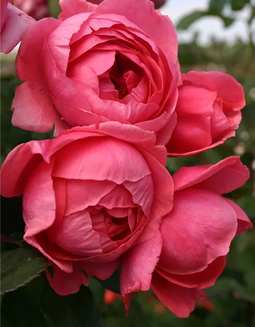 Beetrose 'Gartenprinzessin Marie-José'®