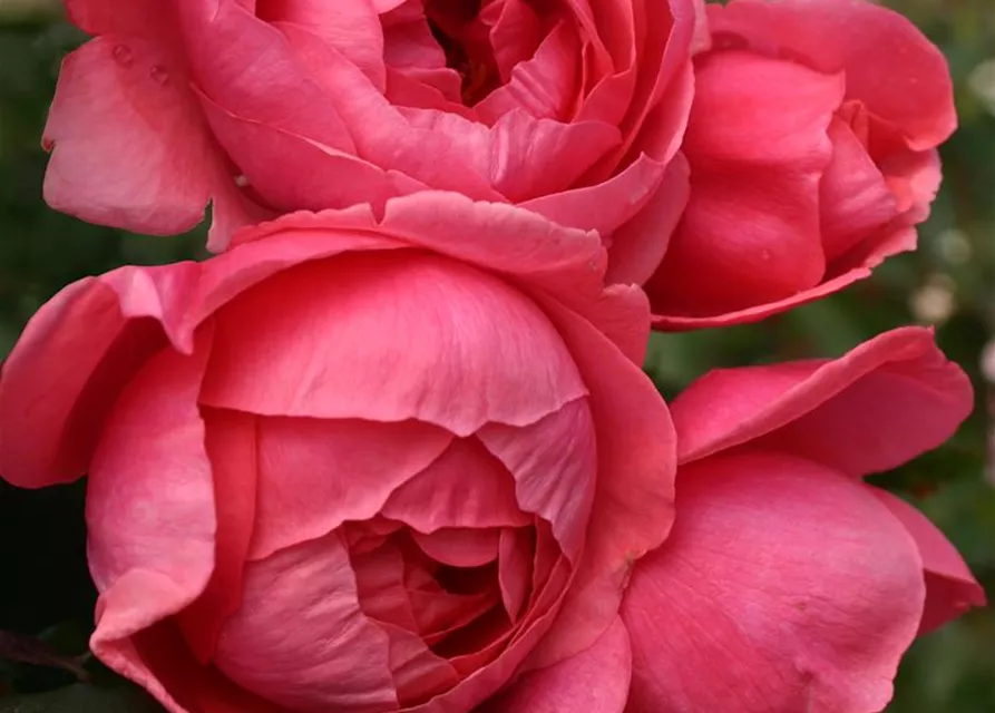 Beetrose 'Gartenprinzessin Marie-José'®