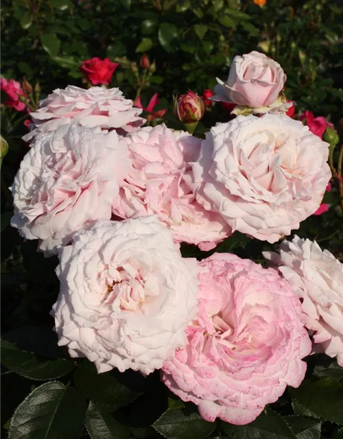 Beetrose 'Rosenfaszination'®