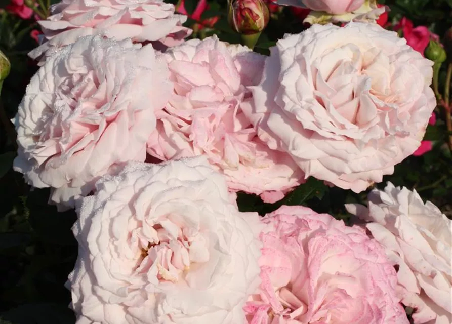 Beetrose 'Rosenfaszination'®