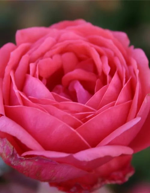 Beetrose 'Gartenprinzessin Marie-José'®