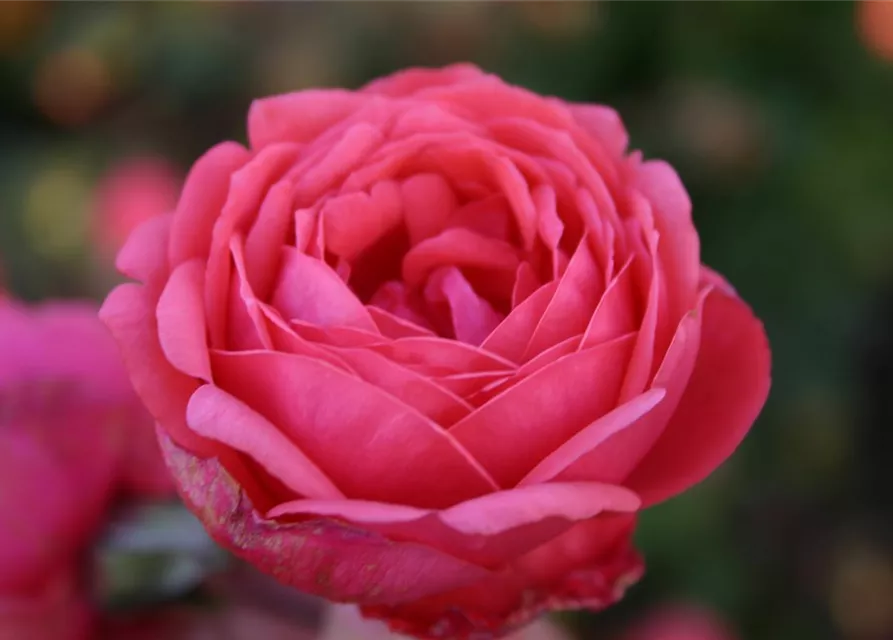 Beetrose 'Gartenprinzessin Marie-José'®