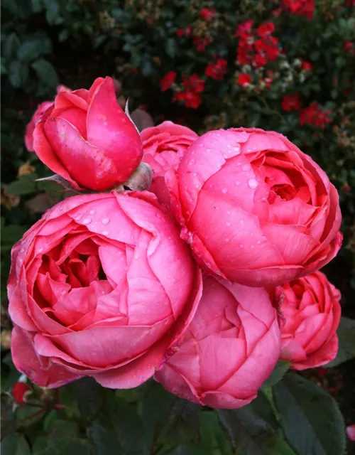 Beetrose 'Gartenprinzessin Marie-José'®