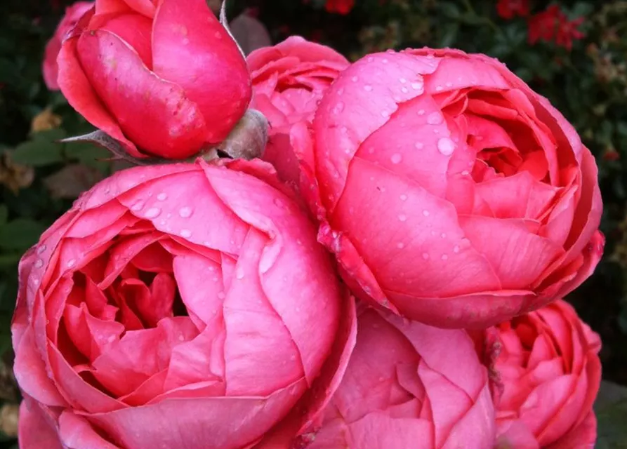 Beetrose 'Gartenprinzessin Marie-José'®