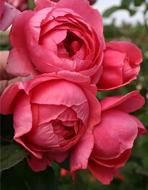 Beetrose 'Gartenprinzessin Marie-José'®