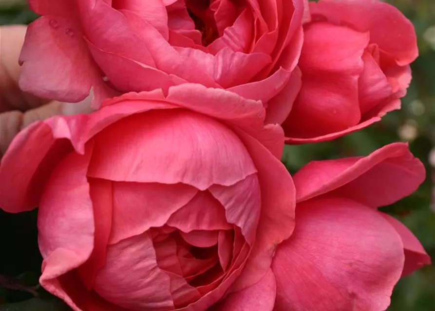 Beetrose 'Gartenprinzessin Marie-José'®