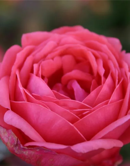 Beetrose 'Gartenprinzessin Marie-José'®