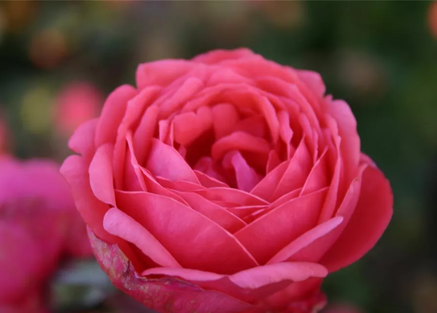 Beetrose 'Gartenprinzessin Marie-José'®