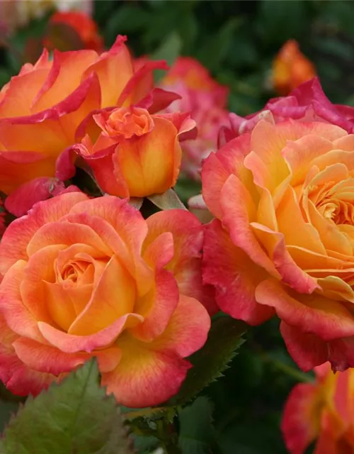 Beetrose 'Gartenspaß'®