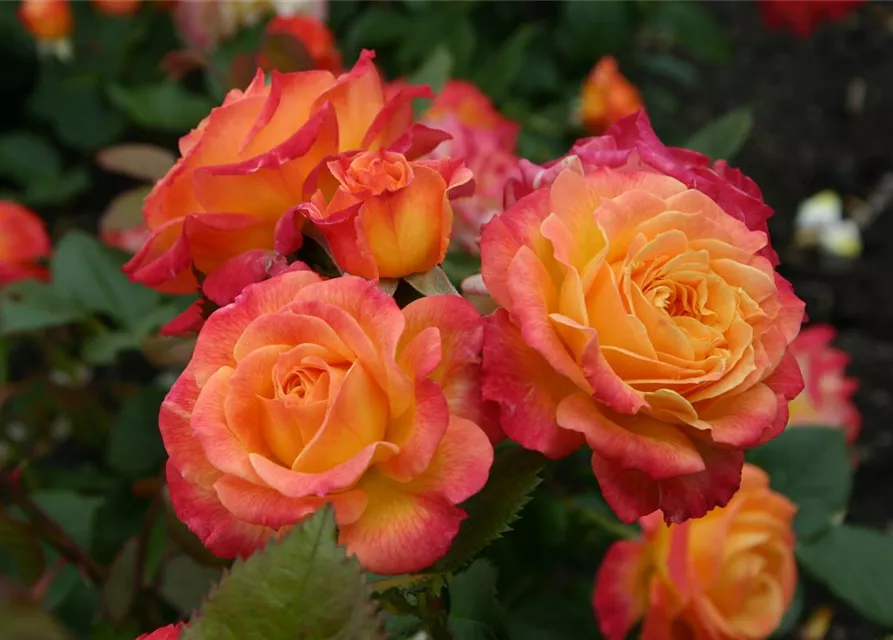 Beetrose 'Gartenspaß'®