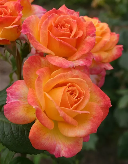 Beetrose 'Gartenspaß'®