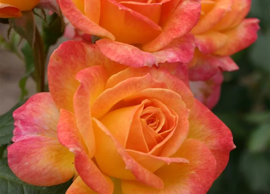 Beetrose 'Gartenspaß'®