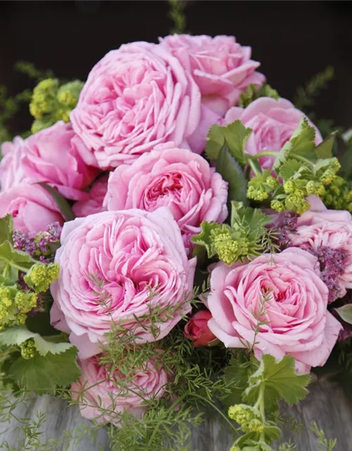 Beetrose 'Rosengräfin Marie Henriette'®