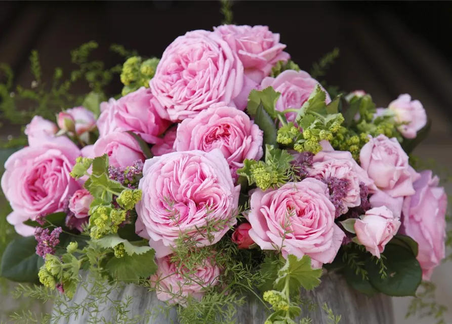 Beetrose 'Rosengräfin Marie Henriette'®