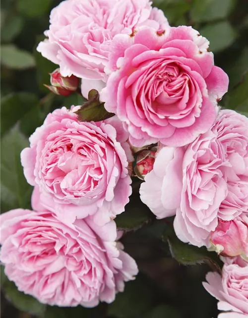 Beetrose 'Rosengräfin Marie Henriette'®