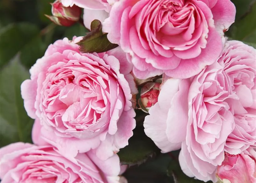 Beetrose 'Rosengräfin Marie Henriette'®