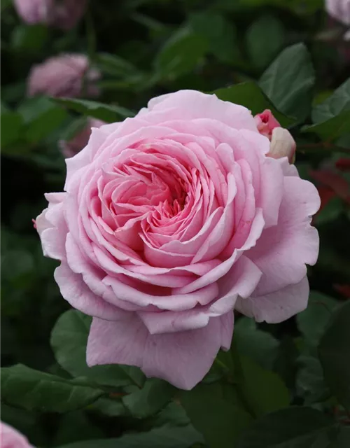 Beetrose 'Rosengräfin Marie Henriette'®