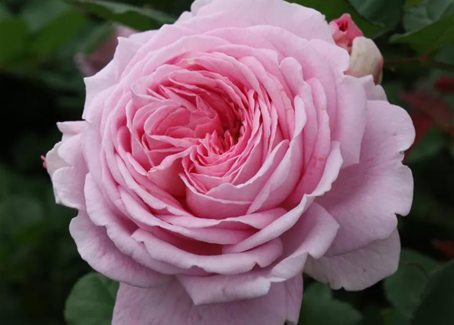 Beetrose 'Rosengräfin Marie Henriette'®