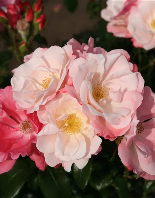 Beetrose 'Roseromantic'®