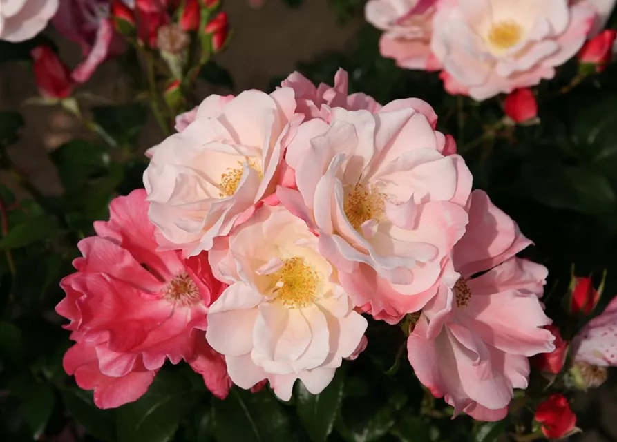 Beetrose 'Roseromantic'®