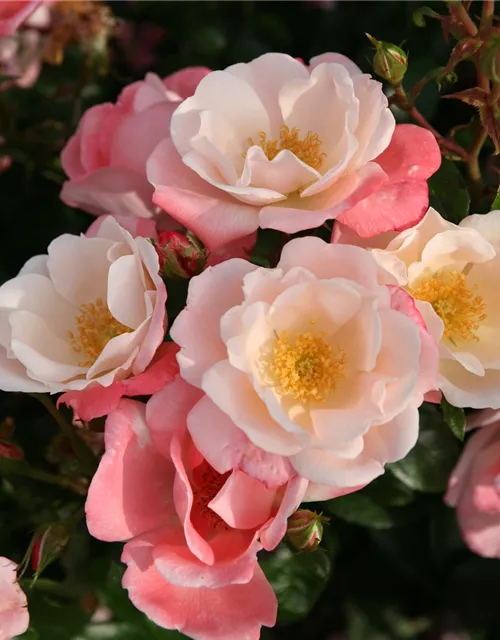 Beetrose 'Roseromantic'®