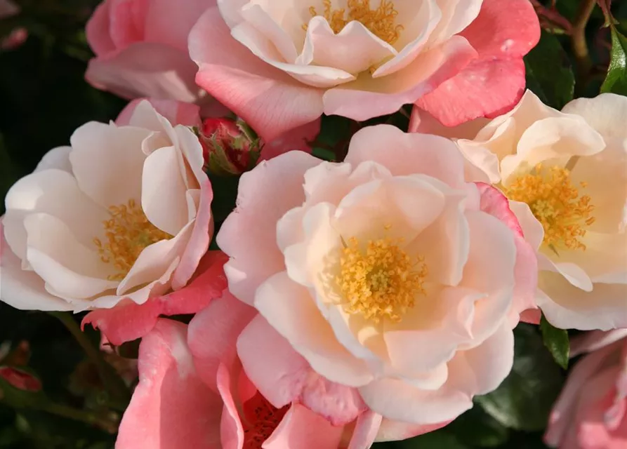 Beetrose 'Roseromantic'®