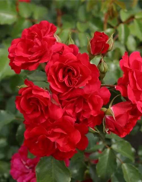 Beetrose 'Rotilia'®