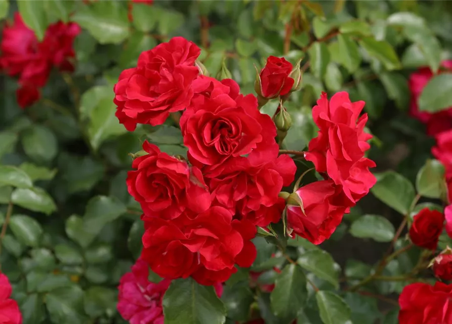 Beetrose 'Rotilia'®