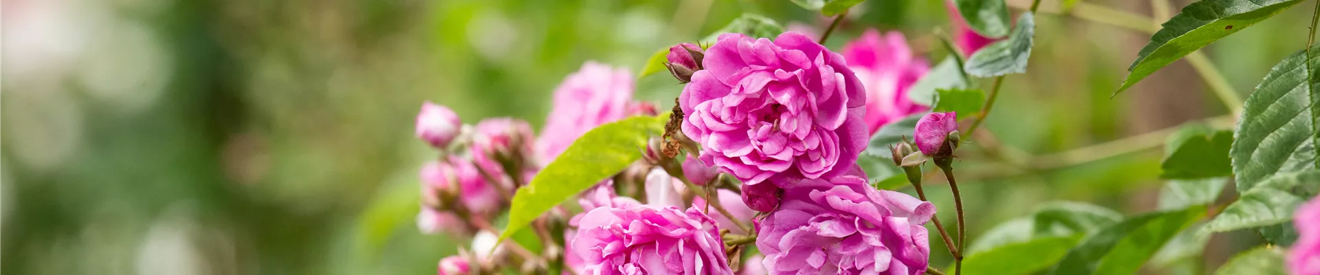 Rosa multiflora 'Taunusblümchen'