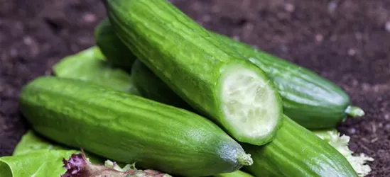 Salatgurke 'Telegraph Improved'