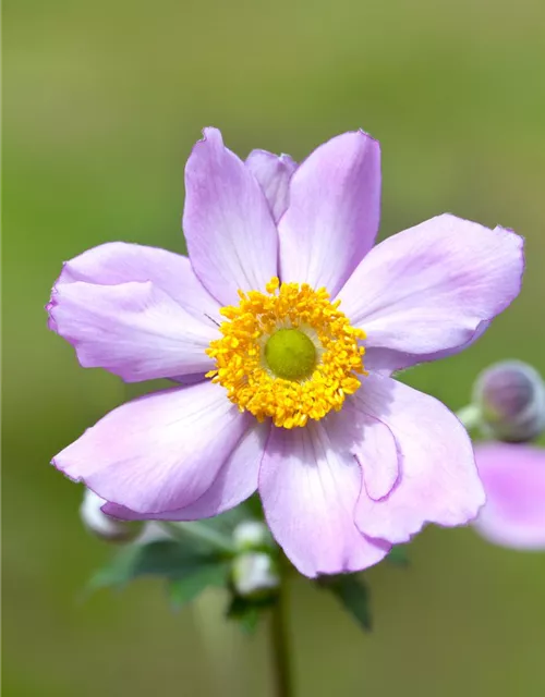 Filzige Garten-Herbst-Anemone 'Serenade'