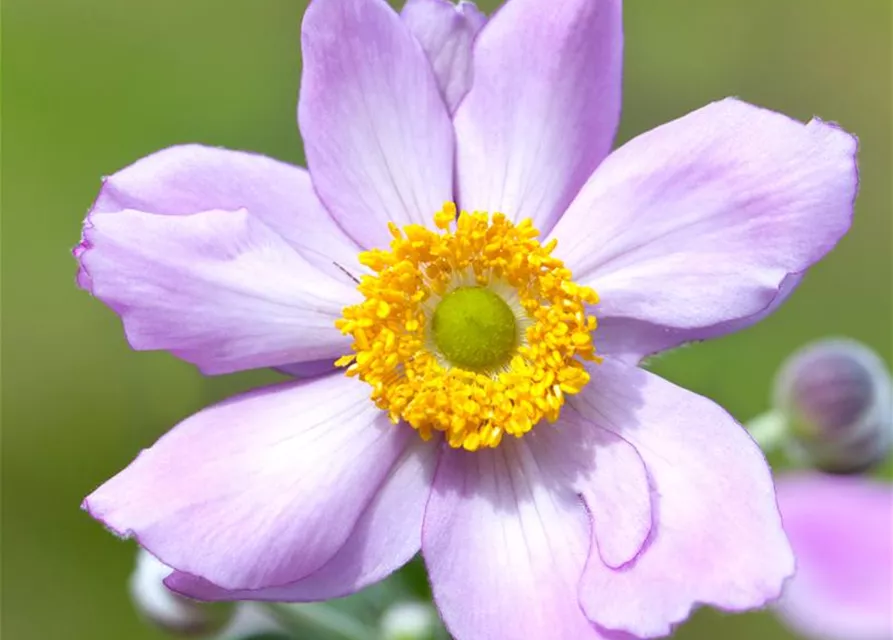 Filzige Garten-Herbst-Anemone 'Serenade'