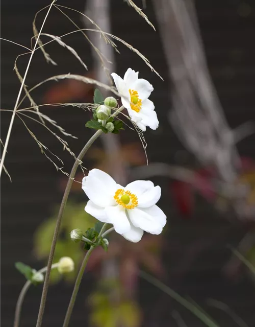 Garten-Herbst-Anemone 'Honorine Jobert'