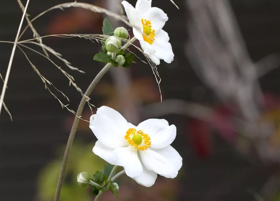 Garten-Herbst-Anemone 'Honorine Jobert'