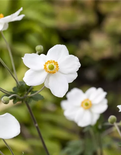 Garten-Herbst-Anemone 'Honorine Jobert'