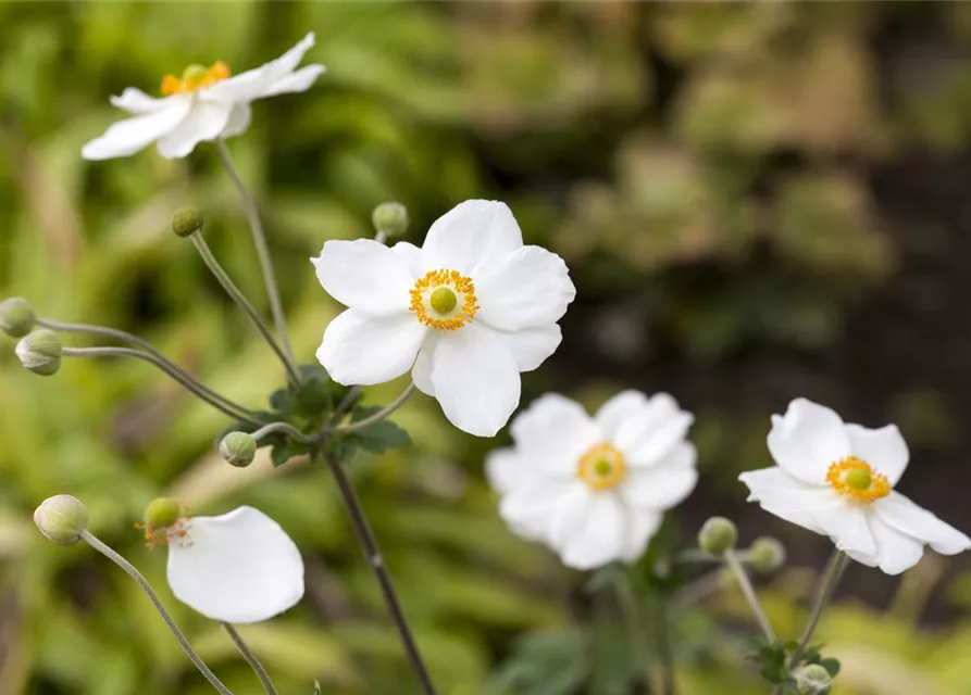 Garten-Herbst-Anemone 'Honorine Jobert'