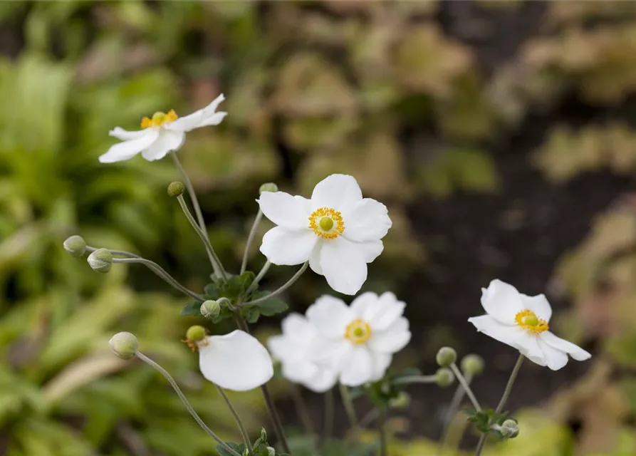 Garten-Herbst-Anemone 'Honorine Jobert'