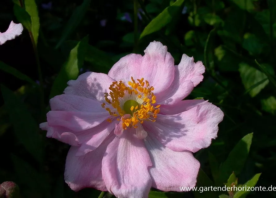 Garten-Herbst-Anemone 'Königin Charlotte'
