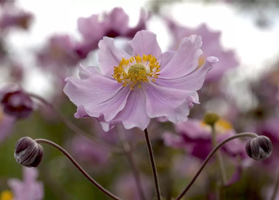 Garten-Herbst-Anemone 'September Charm'