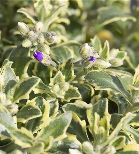 Aubrieta x cult.'Silberrand'