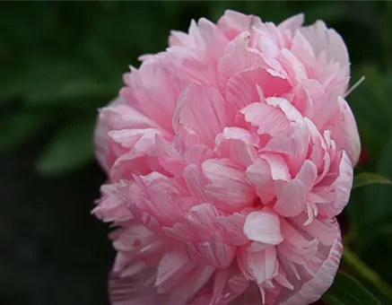 Bauerngarten-Pfingstrose 'Rosea Plena'