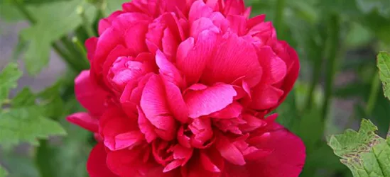 Bauerngarten-Pfingstrose 'Rubra Plena'