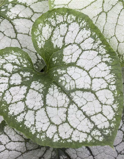 Brunnera macrophylla 'Jack Frost' -R-