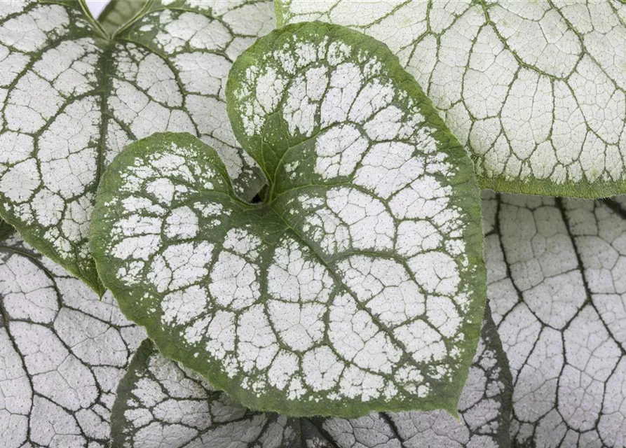 Brunnera macrophylla 'Jack Frost' -R-